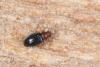 Melanophthalma fuscipennis